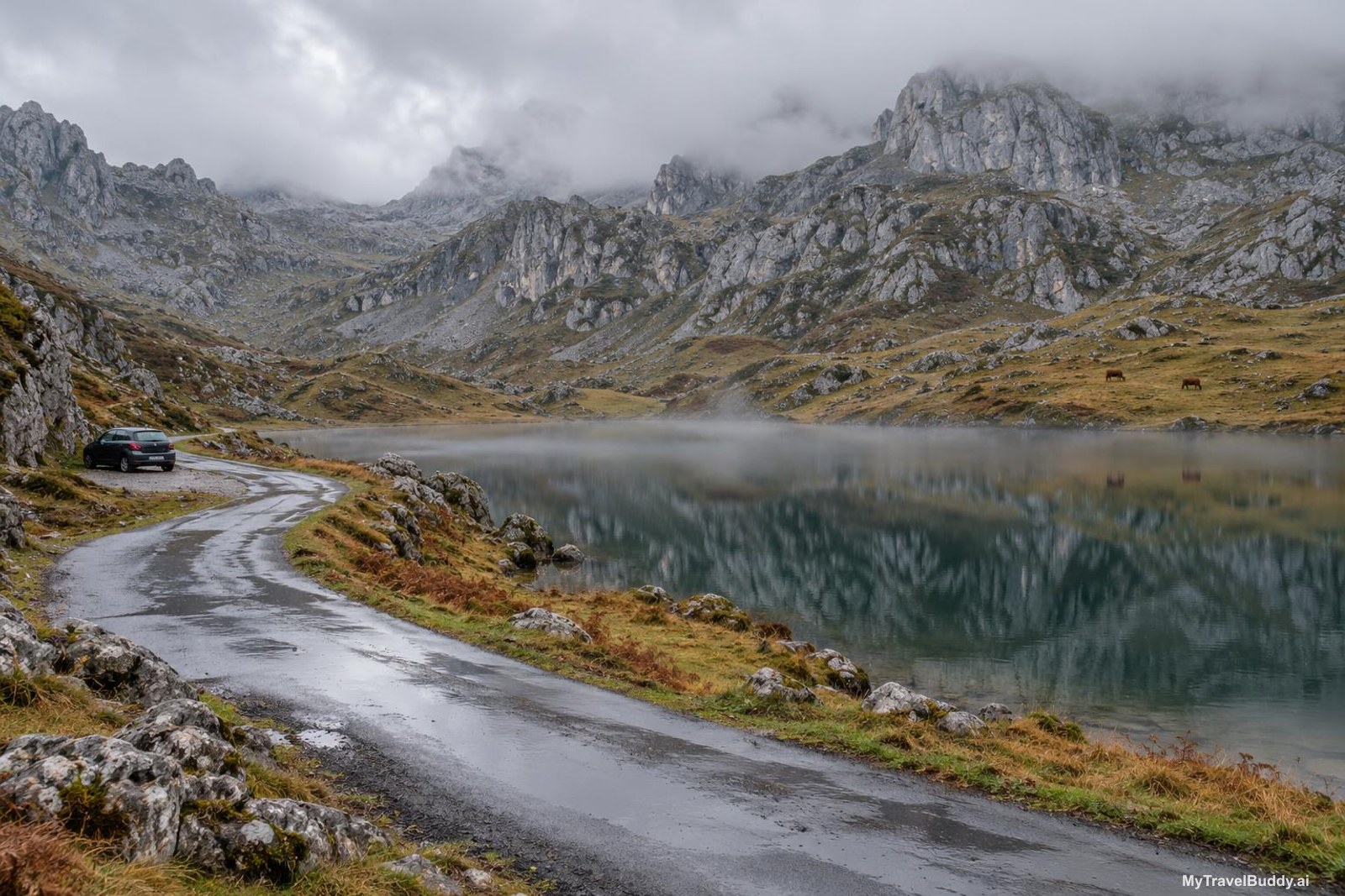 A high mountain lake in the Picos de Europa on an overcast late-October morning. Still dark green water reflects pale grey limestone ridges whose summits vanish into low cloud. Tawny gold and rust autumn grass covers the shoreline between weathered limestone outcrops. A narrow wet tarmac road curves along the near shore with one small dark hatchback parked on the gravel verge, and two brown cattle graze loose on the far slope.